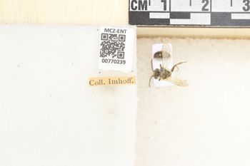 Media type: image;   Entomology 770239 Aspect: Labels